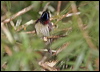 Click here to enter gallery and see photos/pictures/images of Black-throated Sunbird