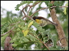 Click here to enter gallery and see photos/pictures/images of Plain-throated Sunbird