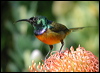 Click here to enter gallery and see photos/pictures/images of Orange-breasted Sunbird
