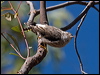 Click here to enter gallery and see photos of: Varied Sitella