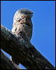 Click here to enter gallery and see photos/pictures/images of Great Potoo