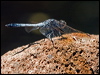 Click here to enter gallery and see photos/pictures/images of Blue Skimmer