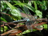 Click here to enter gallery and see photos/pictures/images of Migrant Hawker