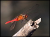 Click here to enter gallery and see photos/pictures/images of Red Arrow