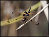 Click here to enter gallery and see photos/pictures/images of Yellow-striped Flutterer
