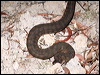 Click here to enter gallery and see photos/pictures/images of Arafura File Snake