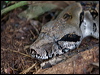 Click here to enter gallery and see photos/pictures/images of Common Boa Constrictor