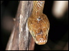Click here to enter gallery and see photos/pictures/images of Brown Tree Snake