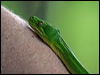 Click here to enter gallery and see photos/pictures/images of Green Python