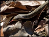 Click here to enter gallery and see photos/pictures/images of Keelback 