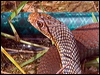 Click here to enter gallery and see photos/pictures/images of Lesser Black Whip Snake