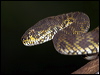 Click here to enter gallery and see photos/pictures/images of Mangrove Pit Viper