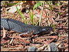 Click here to enter gallery and see photos/pictures/images of Red-bellied Black Snake
