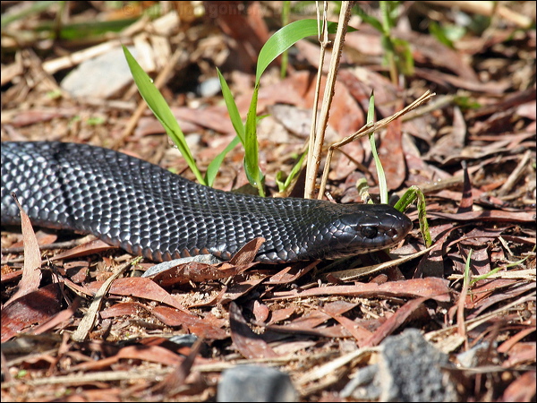 Red-bellied Black Snake redbelliedblacksnake_46733.psd
