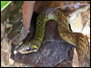 Click here to enter gallery and see photos/pictures/images of Royal Ground Snake