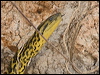 Click here to enter gallery and see photos/pictures/images of Yellow Anaconda
