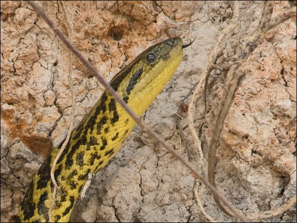 Yellow Anaconda yellow_anaconda_203898.psd