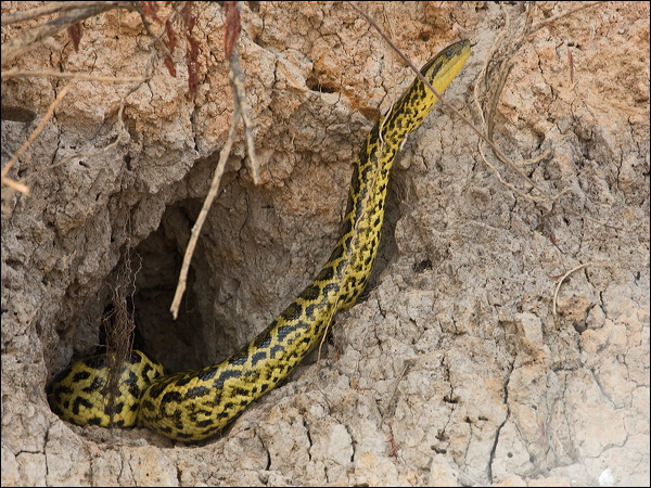 Yellow Anaconda yellow_anaconda_203898_2.psd