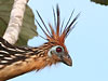 Click here to enter gallery and see photos of: Hoatzin