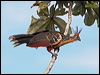 Click here to enter gallery and see photos of Hoatzin