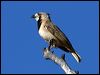 Click here to enter gallery and see photos of Crested Bellbird