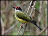 Click here to enter gallery and see photos of: Green Figbird; Olive-backed and Green (Yellow) Orioles