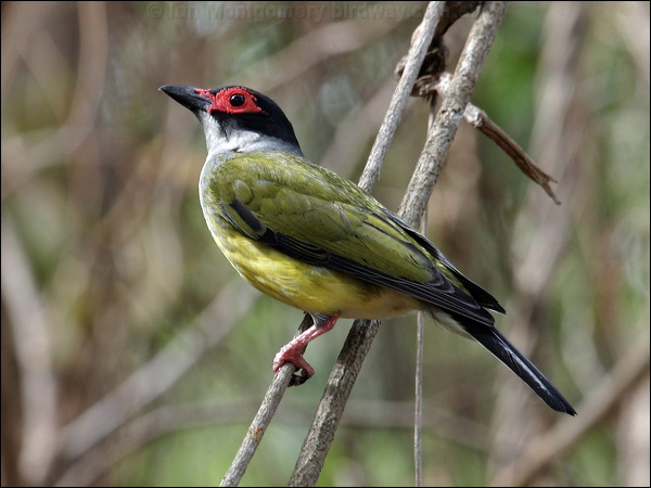 Australasian Figbird austr_figbird_03341.psd