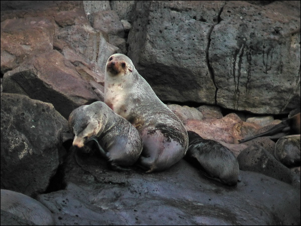Australian Fur Seal australian_fur_seal_03626.psd