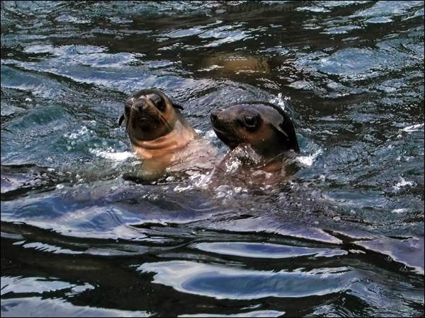 Australian Fur Seal australian_fur_seal_03638.psd