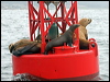 Click here to enter gallery and see photos/pictures/images of California Sea Lion