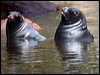 Click here to enter gallery and see photos/pictures/images of New Zealand Sea Lion