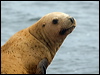Click here to enter gallery and see photos/pictures/images of Steller's Sea Lion