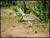 Click here to enter gallery and see photos of Kori Bustard