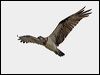Click here to enter gallery and see photos of Eastern Osprey