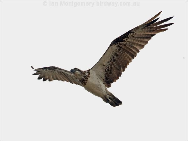 Eastern Osprey eastern_osprey_156908.psd