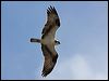 Click here to enter gallery and see photos of: Western and Eastern Ospreys