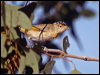 Click here to enter gallery and see photos/pictures/images of Red-browed Pardalote