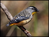 Click here to enter gallery and see photos of: Spotted and Striated Pardalotes
