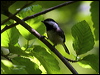 Click here to enter gallery and see photos/pictures/images of Black-capped Chickadee