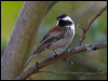 Click here to enter gallery and see photos/pictures/images of Chestnut-backed Chickadee