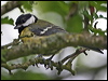 Click here to enter gallery and see photos/pictures/images of Great Tit