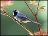Click here to enter gallery and see photos/pictures/images of Mountain Chickadee