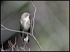 Click here to enter gallery and see photos/pictures/images of Audubon's Warbler gallery