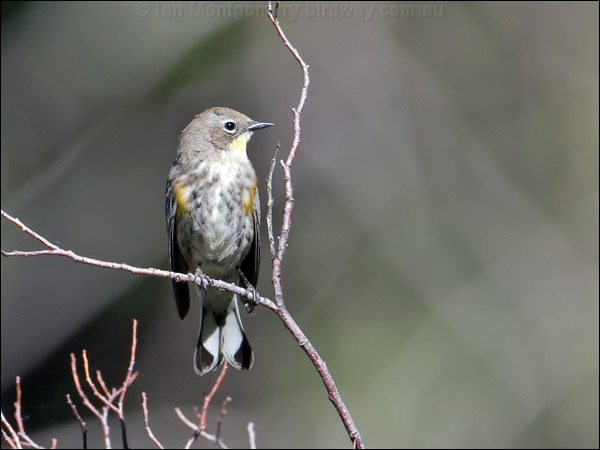 Audubon's Warbler audubons_warbler_109049.psd