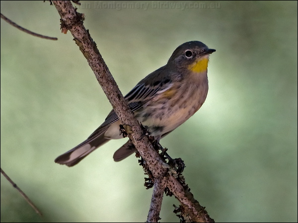Audubon's Warbler audubons_warbler_109778.psd