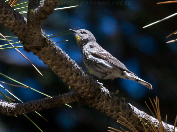 Audubon's Warbler audubons_warbler_69048.psd