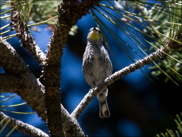 Audubon's Warbler audubons_warbler_69050.psd