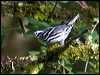 Click here to enter gallery and see photos/pictures/images of Black-and-white Warbler gallery