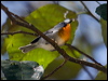 Click here to enter gallery and see photos/pictures/images of Flame-throated Warbler gallery