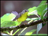 Click here to enter gallery and see photos/pictures/images of Golden-crowned Warbler gallery